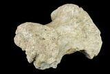 Triceratops Phalange (Toe Bone) With Pathology - Montana #113129-2